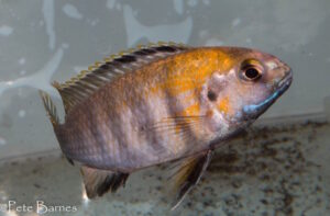 Tropheops sp. 'weed' Arten